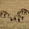 IMG 7673A