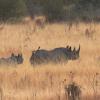 IMG 7927B